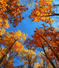 Looking Up at Autumn Leaves Against a Blue Sky