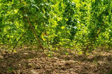 Fototapeta premium A view to the bottom of the hops field to see the soil and the early roots with a deep green topping