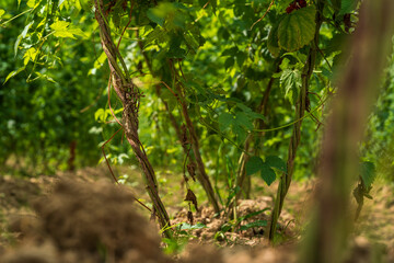 Obraz premium A view to the bottom of the hops field to see the soil and the early roots with a deep green topping