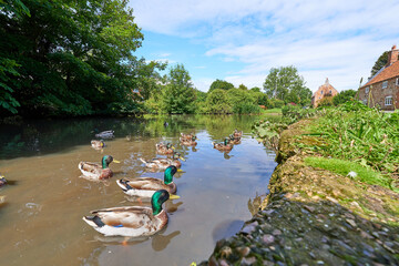 Duck pond scene in Old Hunstanton, Norfolk, UK