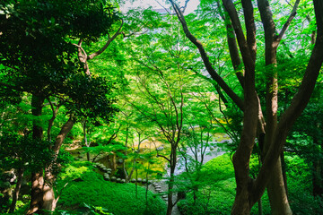 Fototapeta premium forest in the morning