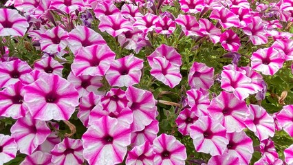 pink and white petunias flowers