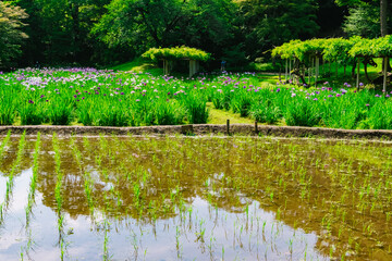 pond in the park