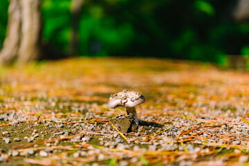 mushrooms in the forest