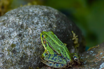 Green water frog, found in Europe.