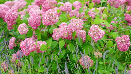 Where did you find the hydrangea?