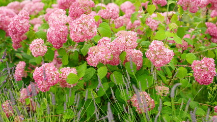 Where did you find the hydrangea?