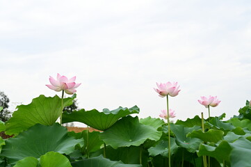 Lotus flowers in full bloom in summer