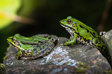 Green water frog, found in Europe.