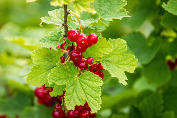 A bunch of ripe red currants in the wind on a bush in the garden