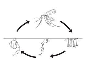 Mosquito life cycle cartoon biology illustration