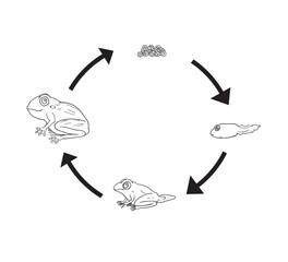 life cycle of frog cute cartoon for kid illustration