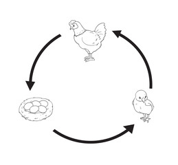 life cycle chicken cute cartoon for education kid
