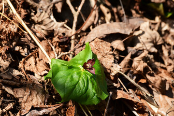 枯葉の中に咲くエンレイソウ
