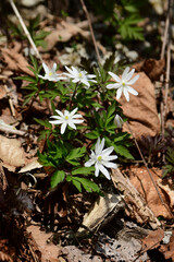 斜面に咲くキクザキイチゲ