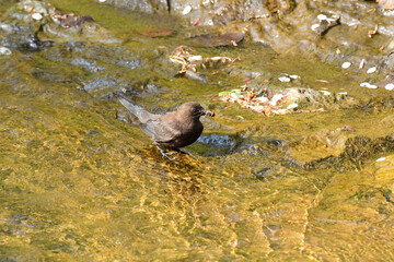 虫をくわえる子育て中のカワガラス