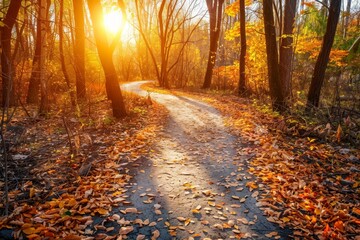 Fototapeta premium Sun shines through dense forest, casting light on trees and fallen leaves on path, A winding path covered in fallen leaves leading through a sunlit forest