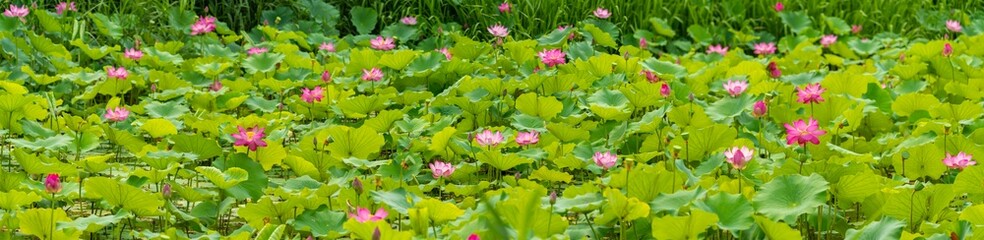 panoramic view of lotus flowers in a pond