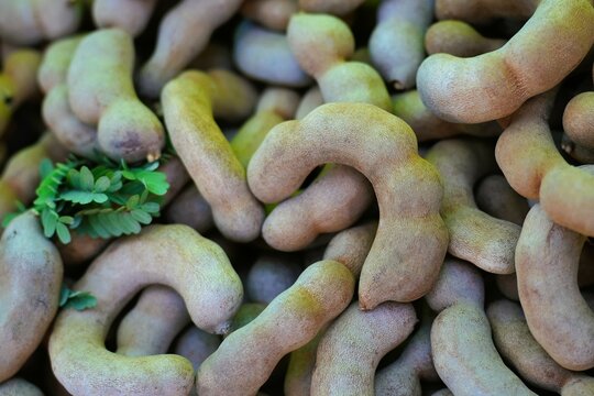 Many tamarinds were piled together.