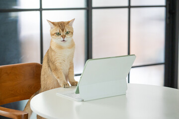 pet acivity concept with british cat stand and relax see laptop in living room