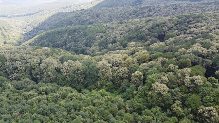 Fototapeta premium forest in the mountains