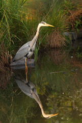 Grey heron, fishing in the reeds in the shallows of a small lake with its own reflection on the surface