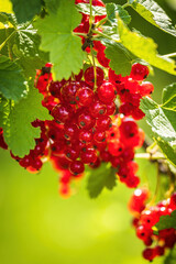 A bunch of ripe red currants in the wind on a bush vertical video