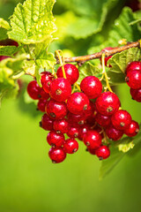 A bunch of ripe red currants in the wind on a bush vertical video