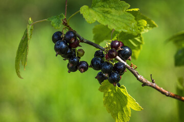 Bunch of ripe black currants on a bush branch