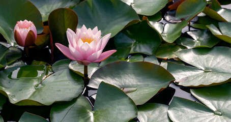 Seerosenpanorama © C. Schüßler