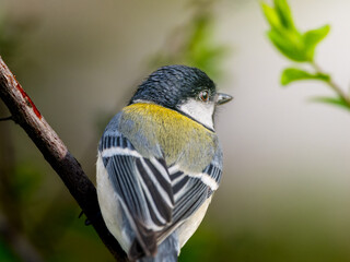 枝にとまるシジュウカラ