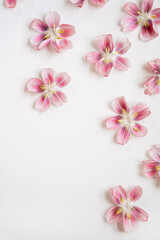 Scattered Pink Flowers on White Background with Copy Space for Floral Arrangements, Nature and Botanical Designs