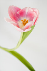 Elegant close-up of a delicate pink tulip with soft petals against a light background. The simple composition with green leaves, serene and graceful floral scene. Pastel tones and minimalist style