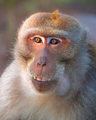 Obraz premium Expressive Close up Portrait of a Macaque Monkey Looking Curious in a Natural Habitat 