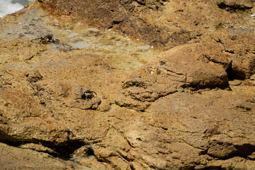 Shore crabs on golden rocks in a bay off the Caribbean island of Antigua.