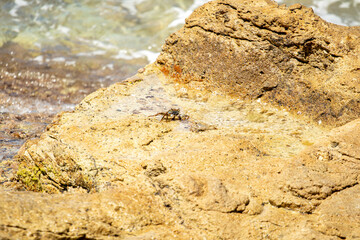 Shore crabs on golden rocks in a bay off the Caribbean island of Antigua.