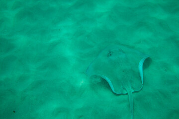 Wild Stingray living in the shallow waters around the Caribbean island of Antigua.