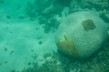 Coral and sands of the Caribbean coastline