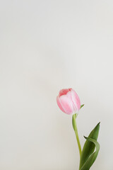 Bright Pink Tulip Flower in Bloom with Green Leaves and Stem Against Simple Light Background. Spring, Nature, and Botanical Themes, Close-Up Floral Image