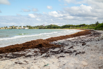 Sargasso weed washed up on the shore of a Caribbean island creating an environmental issue. 