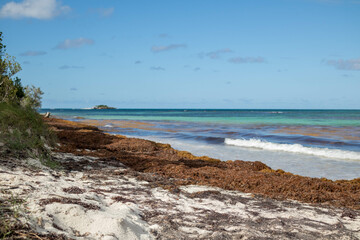 Sargasso weed washed up on the shore of a Caribbean island creating an environmental issue. 