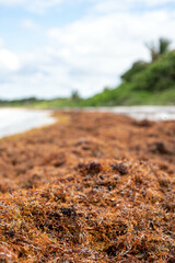 Sargasso weed washed up on the shore of a Caribbean island creating an environmental issue. 
