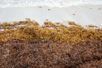 Sargasso weed washed up on the shore of a Caribbean island creating an environmental issue. 