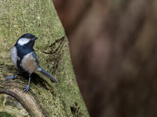 木にとまるシジュウカラ