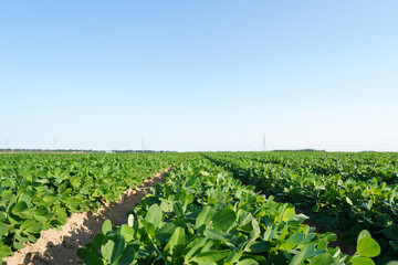  Peanut Field, Peanut plantation fields.