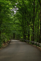 Naklejka premium Empty road between green forest , Winding road though the wood, Landscape with empty asphalt road through woods