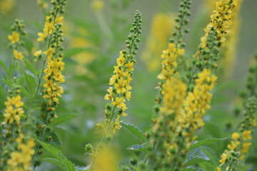 Agrimonia eupatoria. Common agrimony yellow flowers.