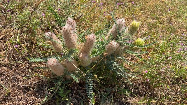 Lush field clover in the steppe. Astragalus lagurus. Trifolium arvense