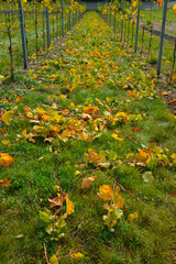 Vineyard in autumn with yellow leaves on the bottom scenery