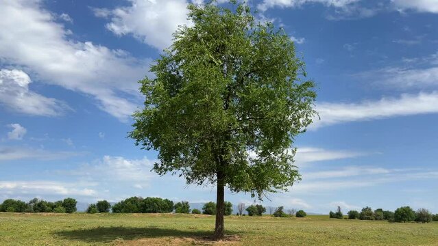 Green tree in the middle of the field